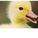 THE DUCK SQUAD!!!!!!!!!!!!!!!!😎🐤