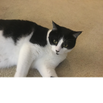 Cj the cat!