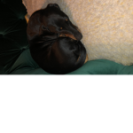 Sausage dogs