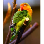 عصفور