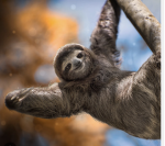 Super Sammy the sloth club