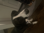 Lilys bestie dogs