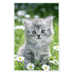 Girly kitten club