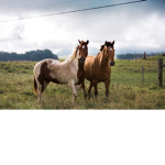 The Lil Horse Gang