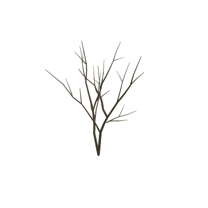 fall tree
