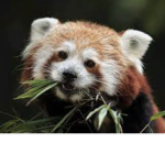 The red panda girls