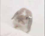 кωιтту:3
