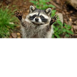 Waschbr1909