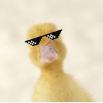 Quack goes the duck Inc.