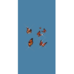 Cute butterflybest