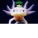 AXOLOTL MAFIA GANG