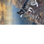 Dogman of the dog