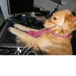 Puppy play time