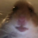 !Hamster Group !!!!