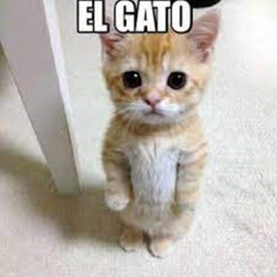 EL GATO PARTY.