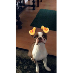 Alex’s Animal ######