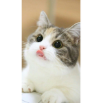 貓貓貓貓貓貓貓