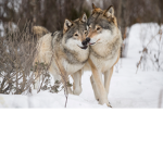 anamal and wolf l o v e r s