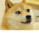 -DOGE STUDIO-