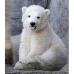 We the polar bears