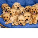 lia's cute puppys