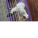 Rabbit group UwUz