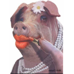 The jumping pigs