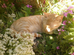 !luvcats