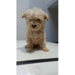 Colocho