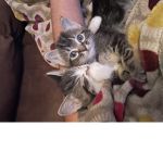 join my group if you think my cat is cute