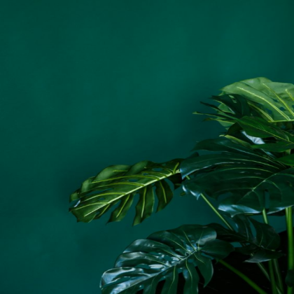 green on green Roblox decal