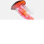 jellyfish group!