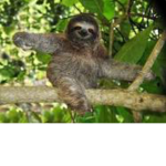 Super sloth fan club