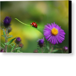Tha ladybug squad