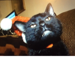 Talking Kitty Cat Fan Group