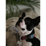 ThaDoggo