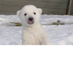 Polar Protectors