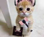 BLACKPINK BLINKS GROUP!