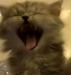 Purrfect Place