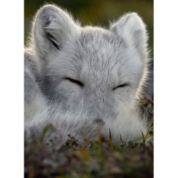 the fox hangout