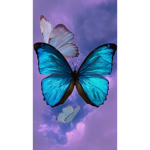 Emily’s butterflys