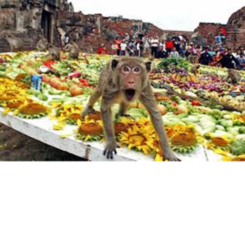 HippieCorndog Hide and Seek