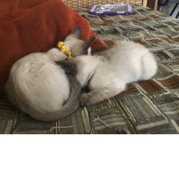 Gatos al poder :3's Place Number: 0