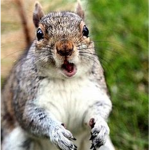 Squirrel Giveaways
