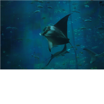 The Manta Ray Group