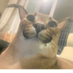 floppa helooooo