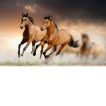 Fennel Ridge Riding Academy
