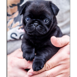 De pug fans