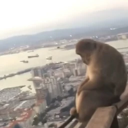 Monke Story(WILL MAKE YOU CRY) icon