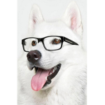 Awesome Huskies Club